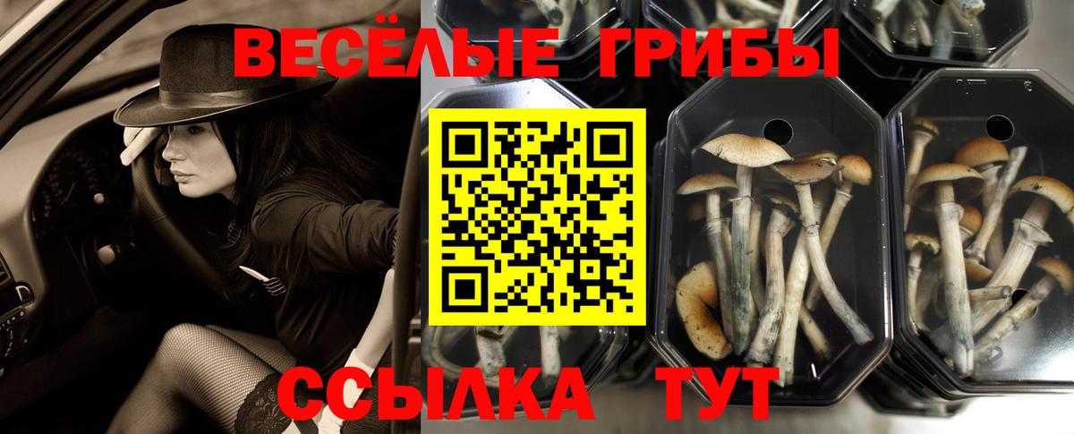 Шелехов  Псилоцибиновые грибы мицелий  Вход с VPN 